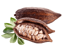 cocoa beans